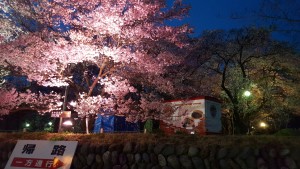 高遠城址公園　夜桜